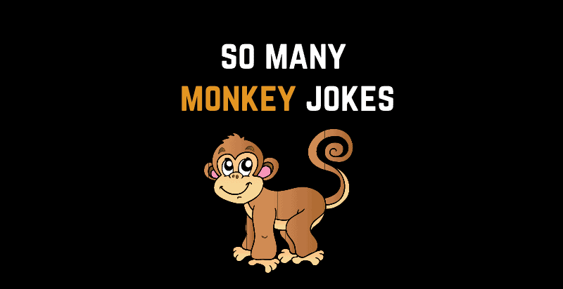 So Many Monkey Jokes
